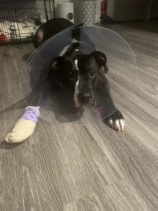 BluePearl Pet Hospital 9