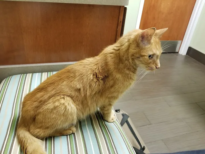 Charlestown Veterinary Hospital 3