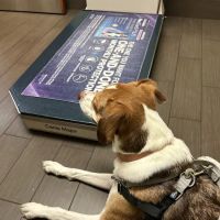 Charlestown Veterinary Hospital ico