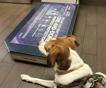 Charlestown Veterinary Hospital