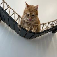 Boston Veterinary Clinic ico