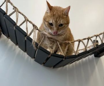 Boston Veterinary Clinic