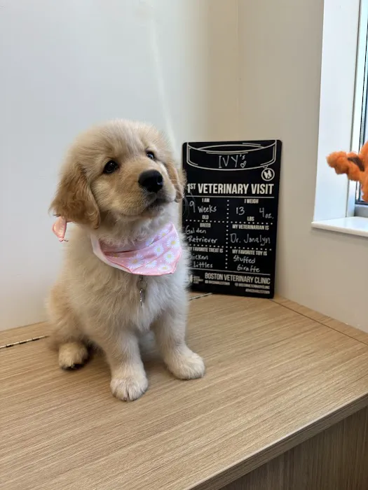 Boston Veterinary Clinic 7