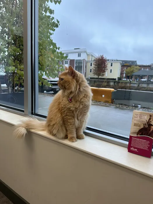 Boston Veterinary Clinic 10