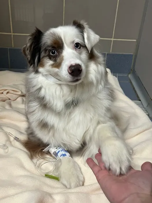 Charlestown Pet Clinic 1