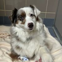 Charlestown Pet Clinic ico