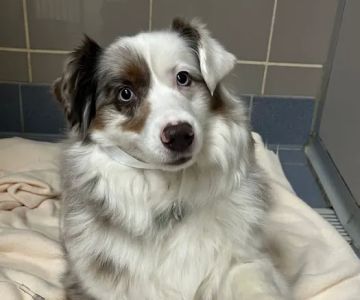 Charlestown Pet Clinic
