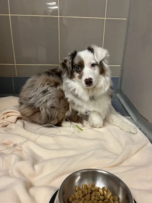 Charlestown Pet Clinic 5