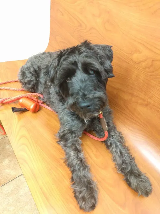 Banfield Pet Hospital 10