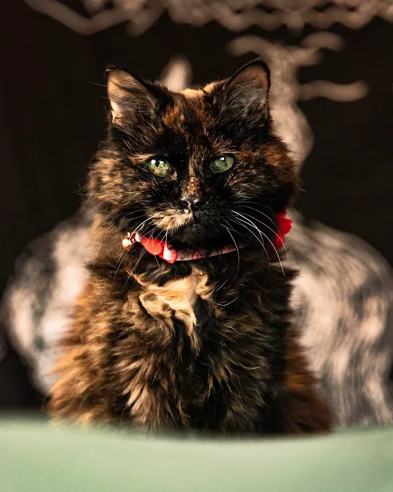 PetMedic Urgent Care Vet Clinic - Peabody 9