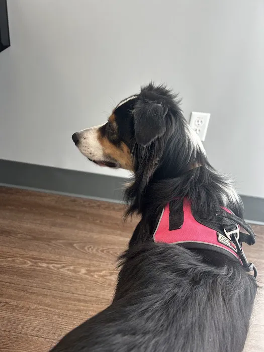 PetMedic Urgent Care Vet Clinic - Peabody 10