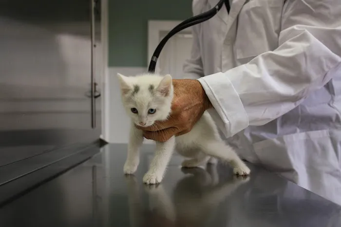 Borash Veterinary Clinic 5