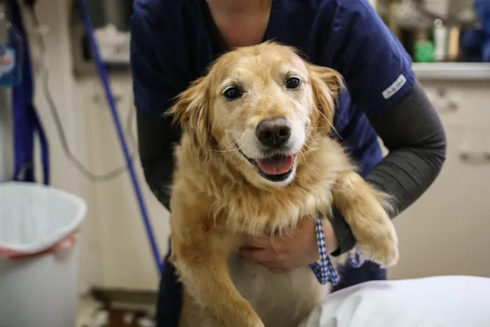 Borash Veterinary Clinic 9