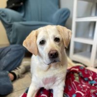 Danvers Animal Hospital ico