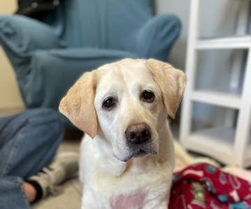 Danvers Animal Hospital