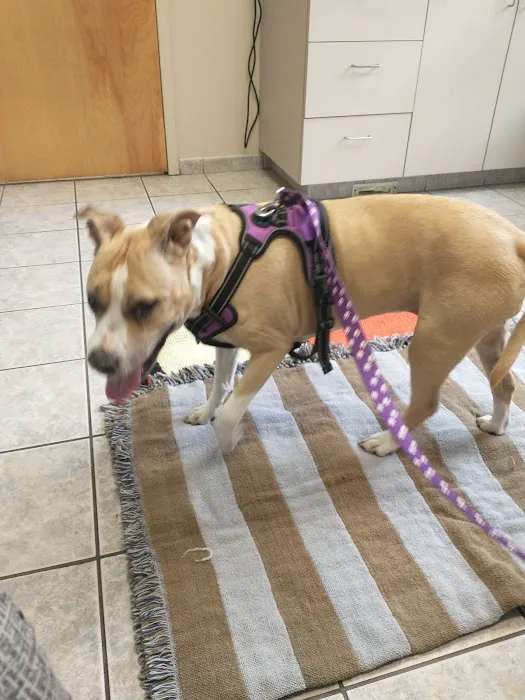 Danvers Animal Hospital: Smith Abigail DVM 1