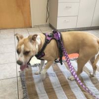 Danvers Animal Hospital: Smith Abigail DVM ico