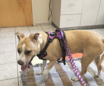 Danvers Animal Hospital: Smith Abigail DVM