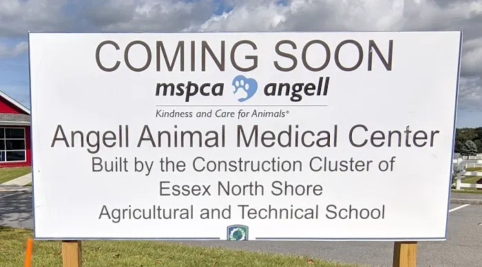 Angell at Essex 8