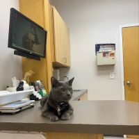 Northeast Veterinary Hospital ico