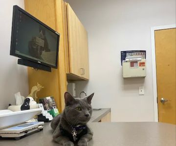 Northeast Veterinary Hospital