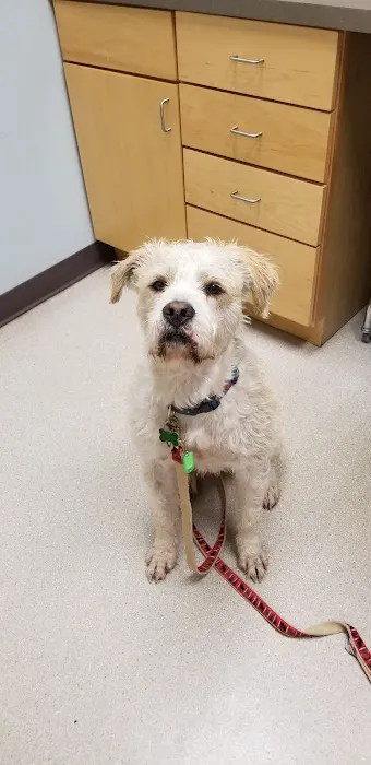 Northeast Veterinary Hospital 5