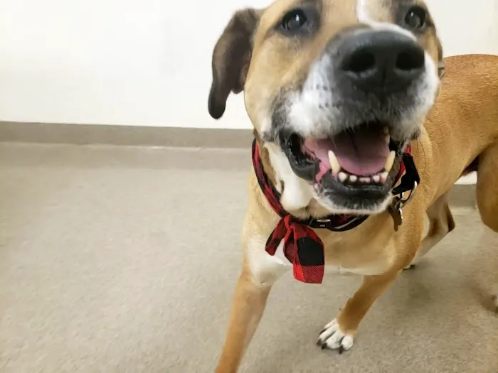 Boxford Animal Hospital 1