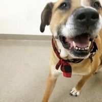 Boxford Animal Hospital ico