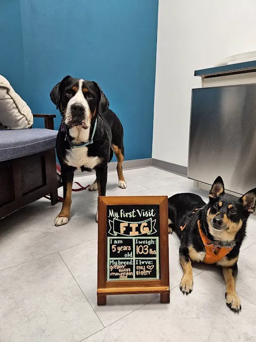 The Pet's Vet North End 10