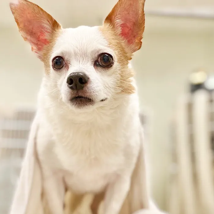 Boston Animal Hospital North Station 3