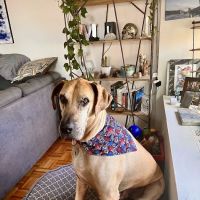 Boston Animal Hospital North Station ico
