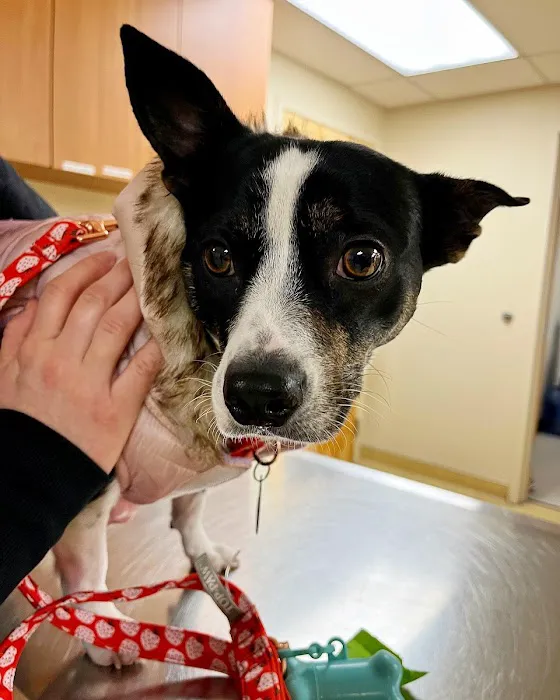 Boston Animal Hospital North Station 4