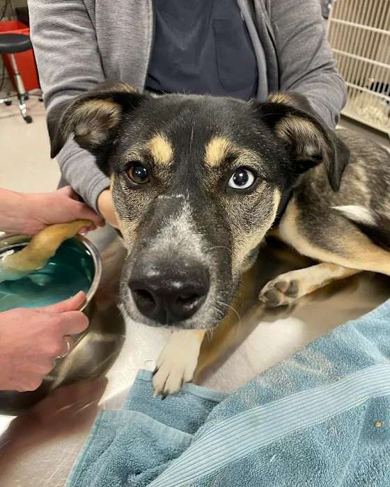 Boston Animal Hospital North Station 7