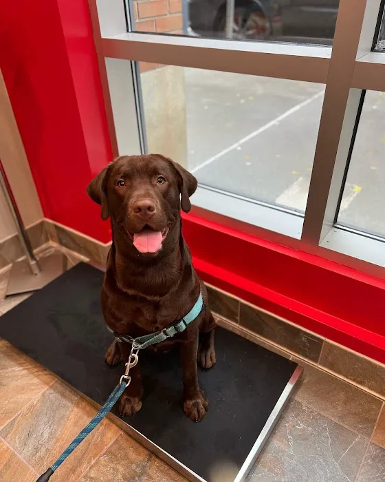 Boston Animal Hospital North Station 6