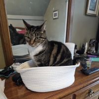 Norwell Veterinary Hospital ico