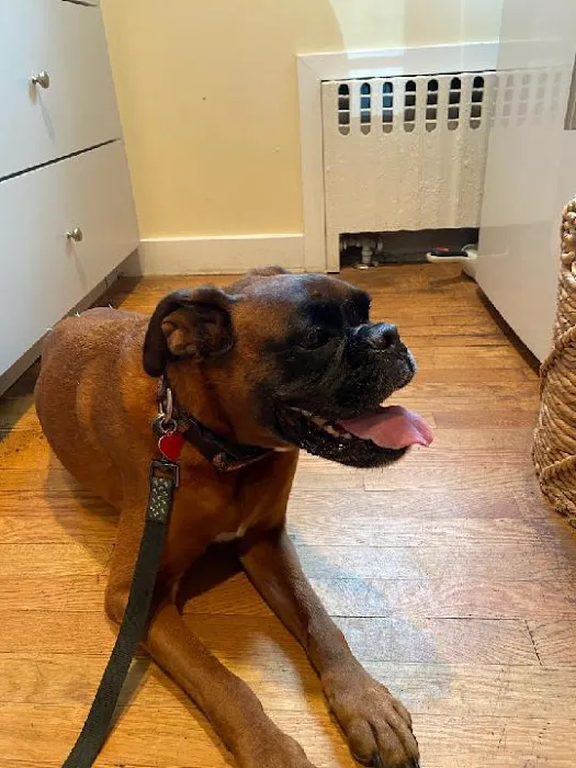 Hingham Animal Clinic 3