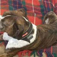 Hingham Animal Clinic ico
