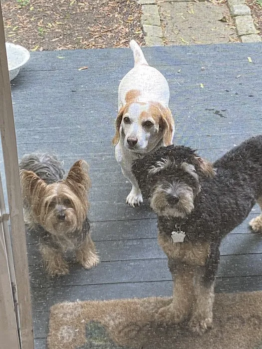 Hingham Animal Clinic 6