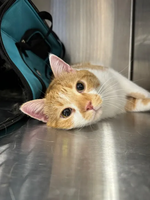 Brijon Veterinary Urgent Care : Hanover, Massachusetts 1