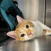 Brijon Veterinary Urgent Care : Hanover, Massachusetts ico