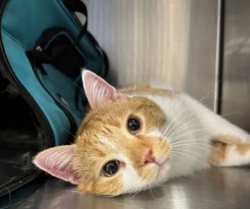 Brijon Veterinary Urgent Care : Hanover, Massachusetts
