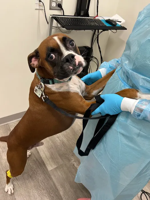 Brijon Veterinary Urgent Care : Hanover, Massachusetts 6