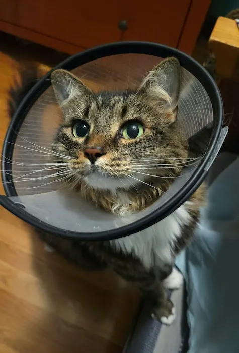 Brijon Veterinary Urgent Care : Hanover, Massachusetts 5