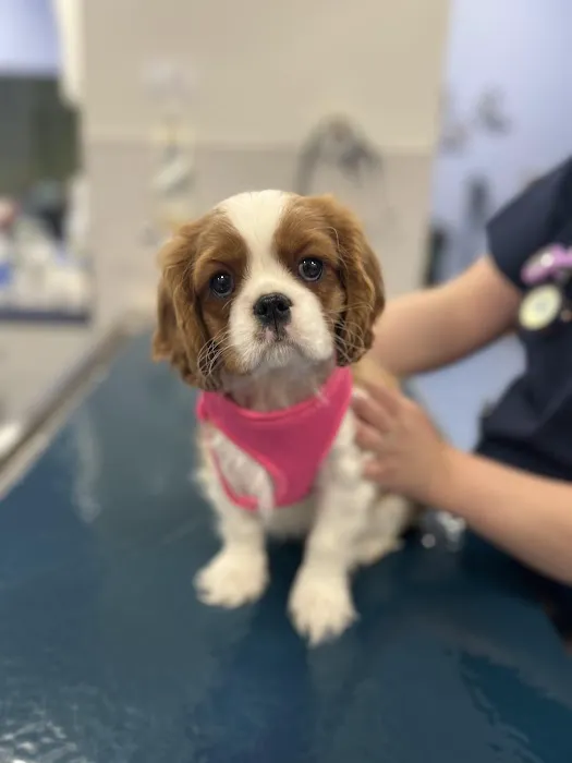Brijon Veterinary Urgent Care : Hanover, Massachusetts 4