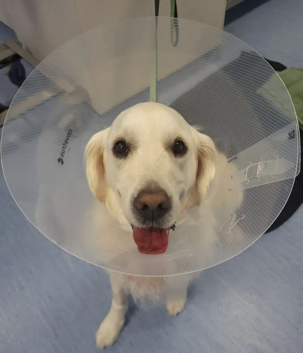 Brijon Veterinary Urgent Care : Hanover, Massachusetts 7