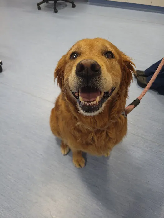 Brijon Veterinary Urgent Care : Hanover, Massachusetts 9
