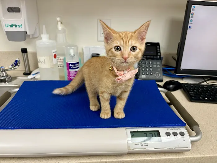 VCA Roberts Animal Hospital 2