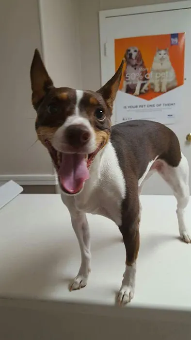 VCA Roberts Animal Hospital 4