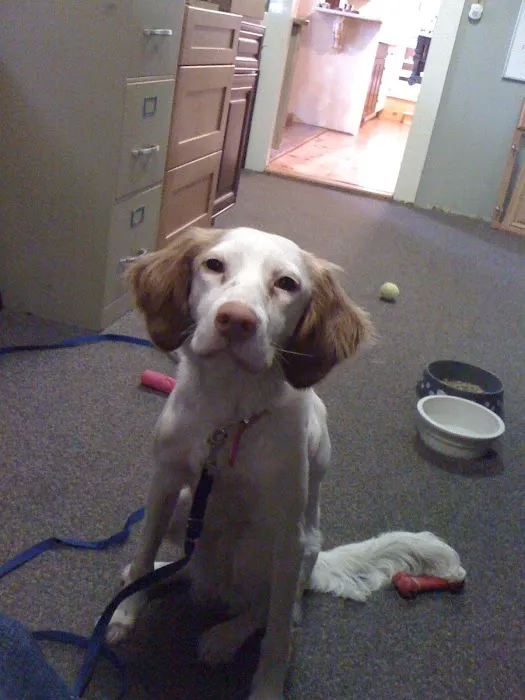 VCA Roberts Animal Hospital 5