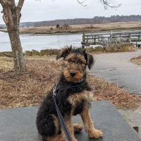 Marshfield Animal Hospital ico